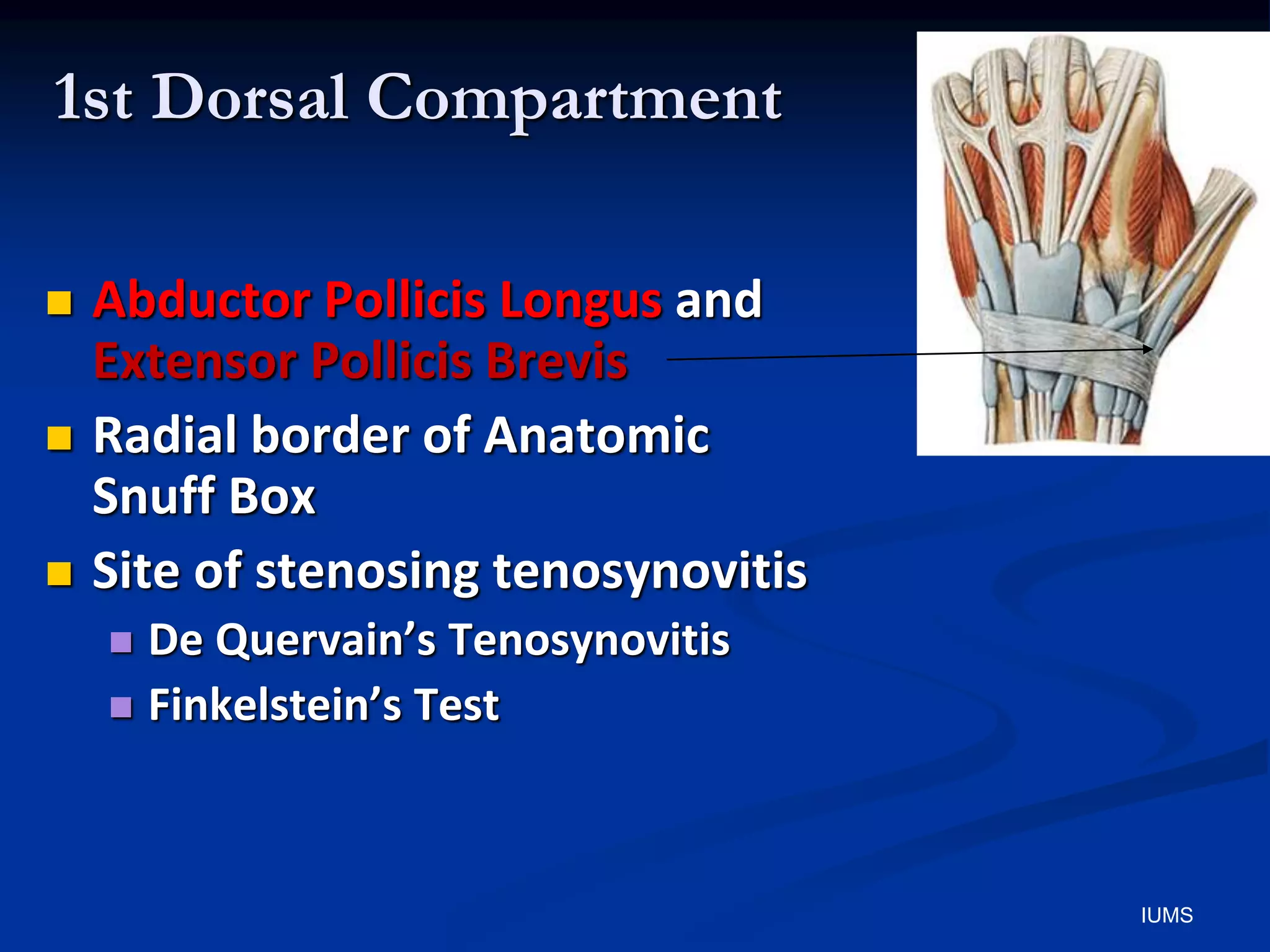 1st Dorsal Compartment
 Abductor Pollicis Longus and
Extensor Pollicis Brevis
 Radial border of Anatomic
Snuff Box
 Site of stenosing tenosynovitis
 De Quervain’s Tenosynovitis
 Finkelstein’s Test
IUMS
 