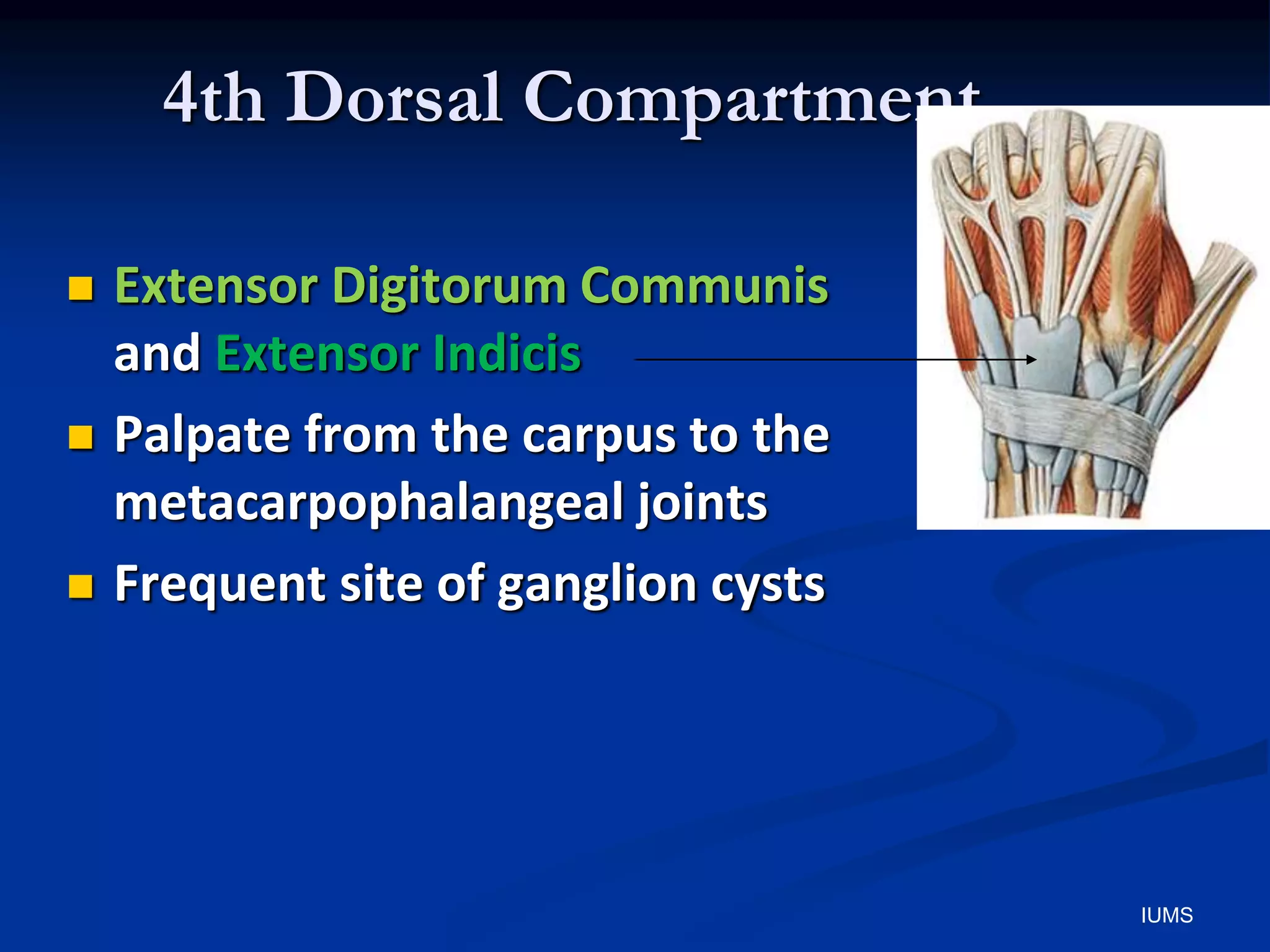 4th Dorsal Compartment
 Extensor Digitorum Communis
and Extensor Indicis
 Palpate from the carpus to the
metacarpophalangeal joints
 Frequent site of ganglion cysts
IUMS
 