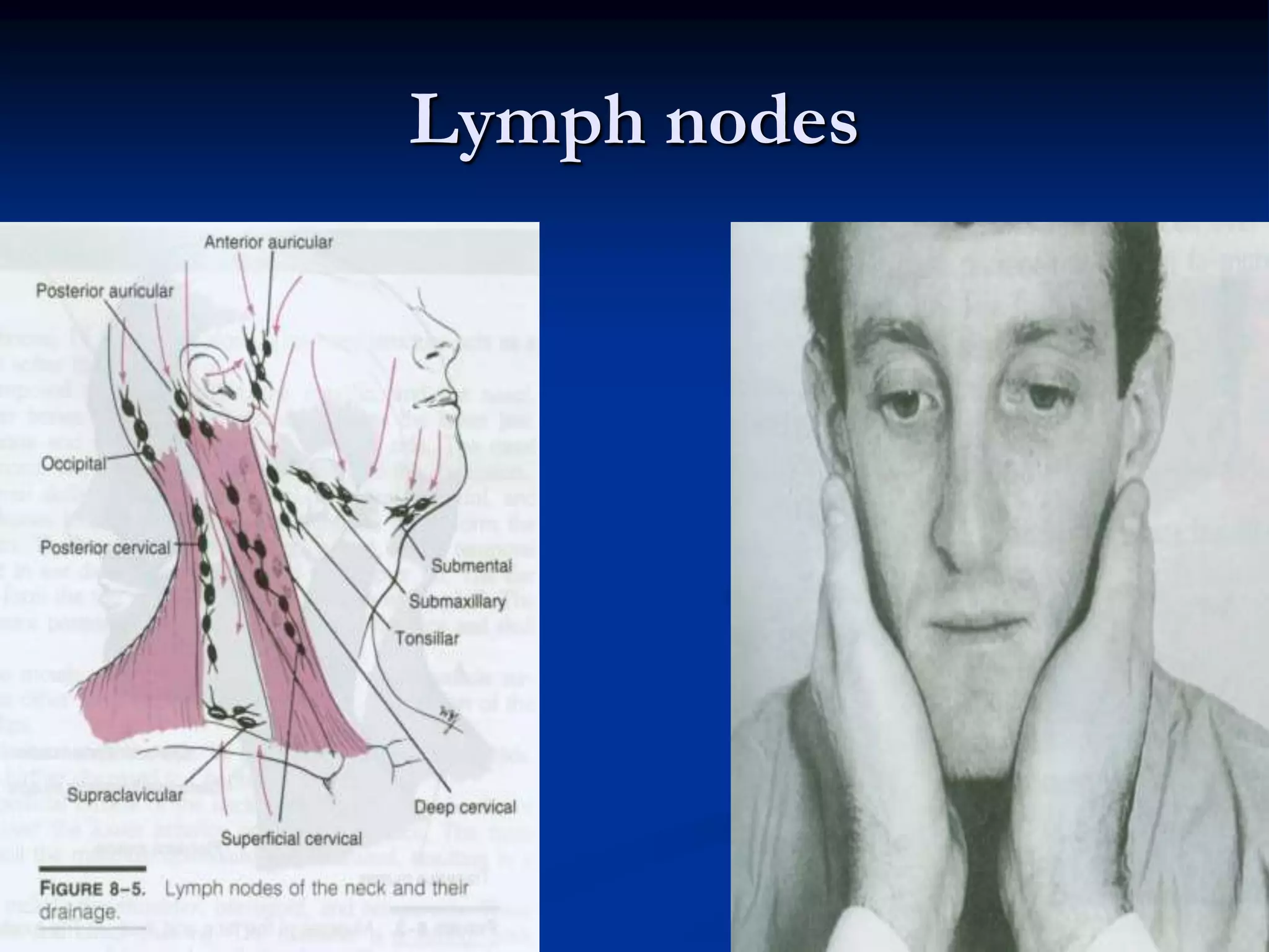 Lymph nodes
 