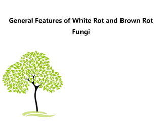 General Features of White Rot and Brown Rot
Fungi
 
