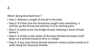 4.
What’s being described here ?
• Step 1: Releases a length of thread in the wind.
• Step 2: If it feels that the thread has caught onto something, it
clinches up the thread and attaches it to its starting point.
• Step 3: It walks across the bridge thread, releasing a looser thread
below it.
• Step 4: It climbs to the center of the loose thread and lowers itself
down on a vertical thread to form a Y-shape.
• Step 5: It lays more frame threads between various anchor points as it
walks along the structural threads.
 