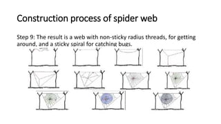 Construction process of spider web
Step 9: The result is a web with non-sticky radius threads, for getting
around, and a sticky spiral for catching bugs.
 