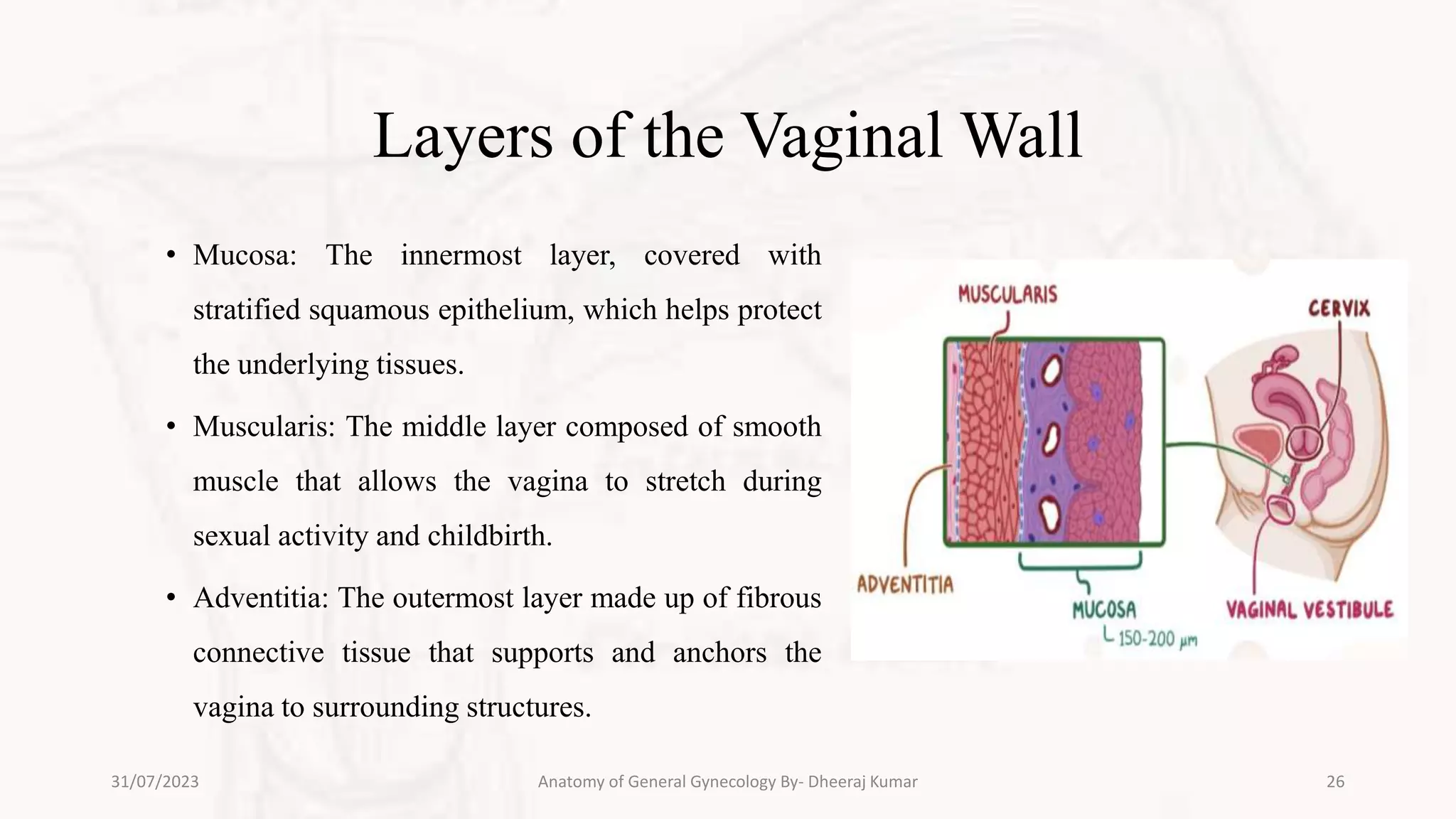 anatomy of general gynecology.pptx