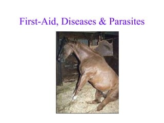 First-Aid, Diseases & Parasites 