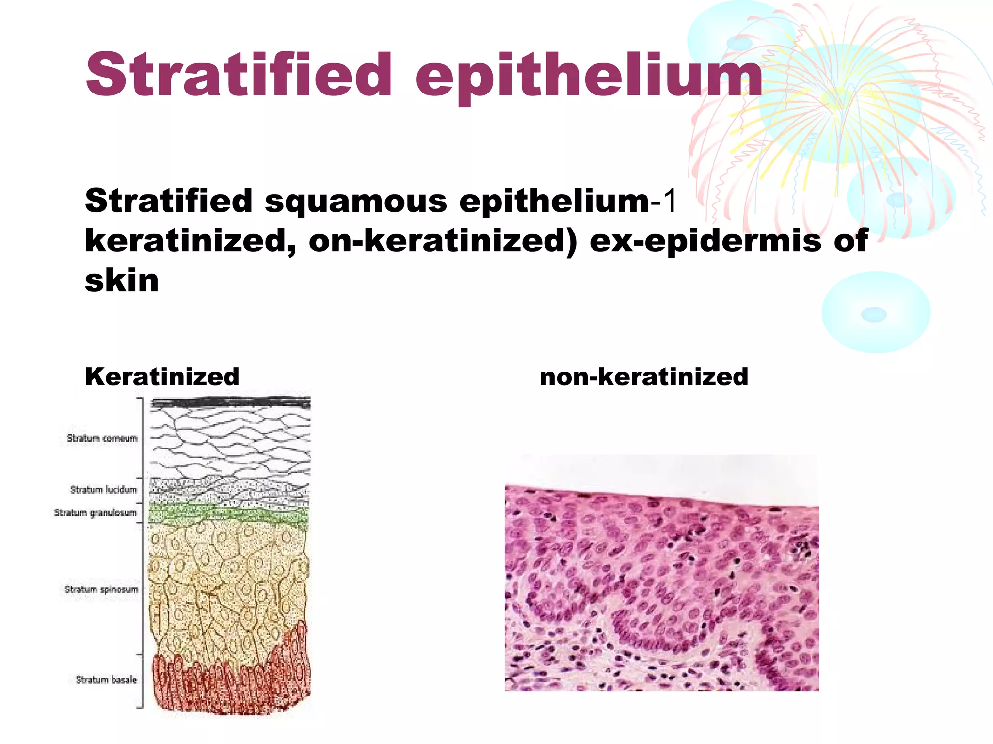 Stratified epithelium
Stratified squamous epithelium-1
keratinized, on-keratinized) ex-epidermis of
skin
Keratinized

non-keratinized

 