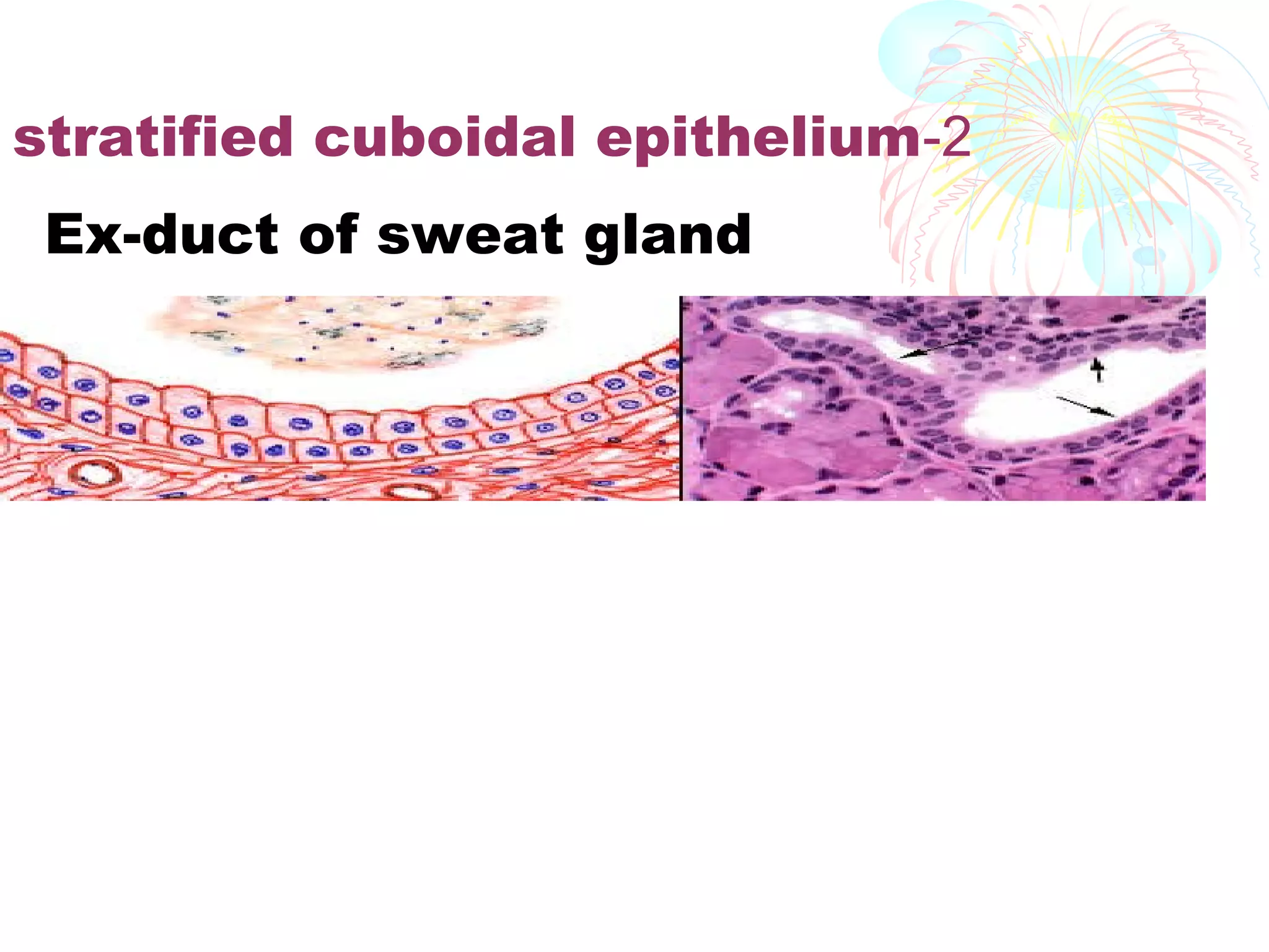 stratified cuboidal epithelium-2
Ex-duct of sweat gland

 