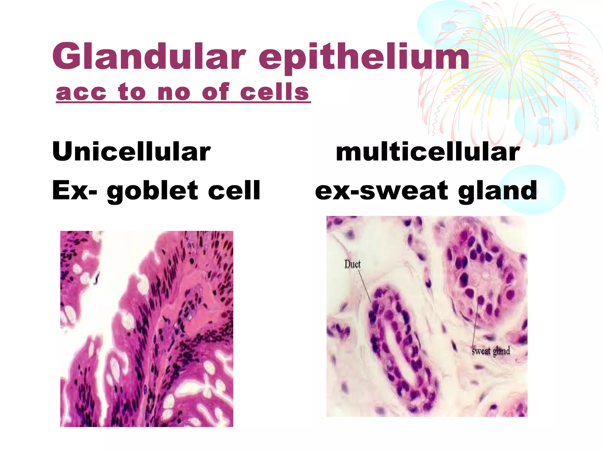 Glandular epithelium
acc to no of cells

Unicellular
Ex- goblet cell

multicellular
ex-sweat gland

 