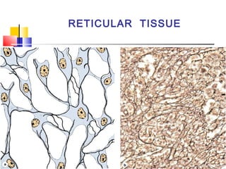 Structuri Reticulate General histology | PPT