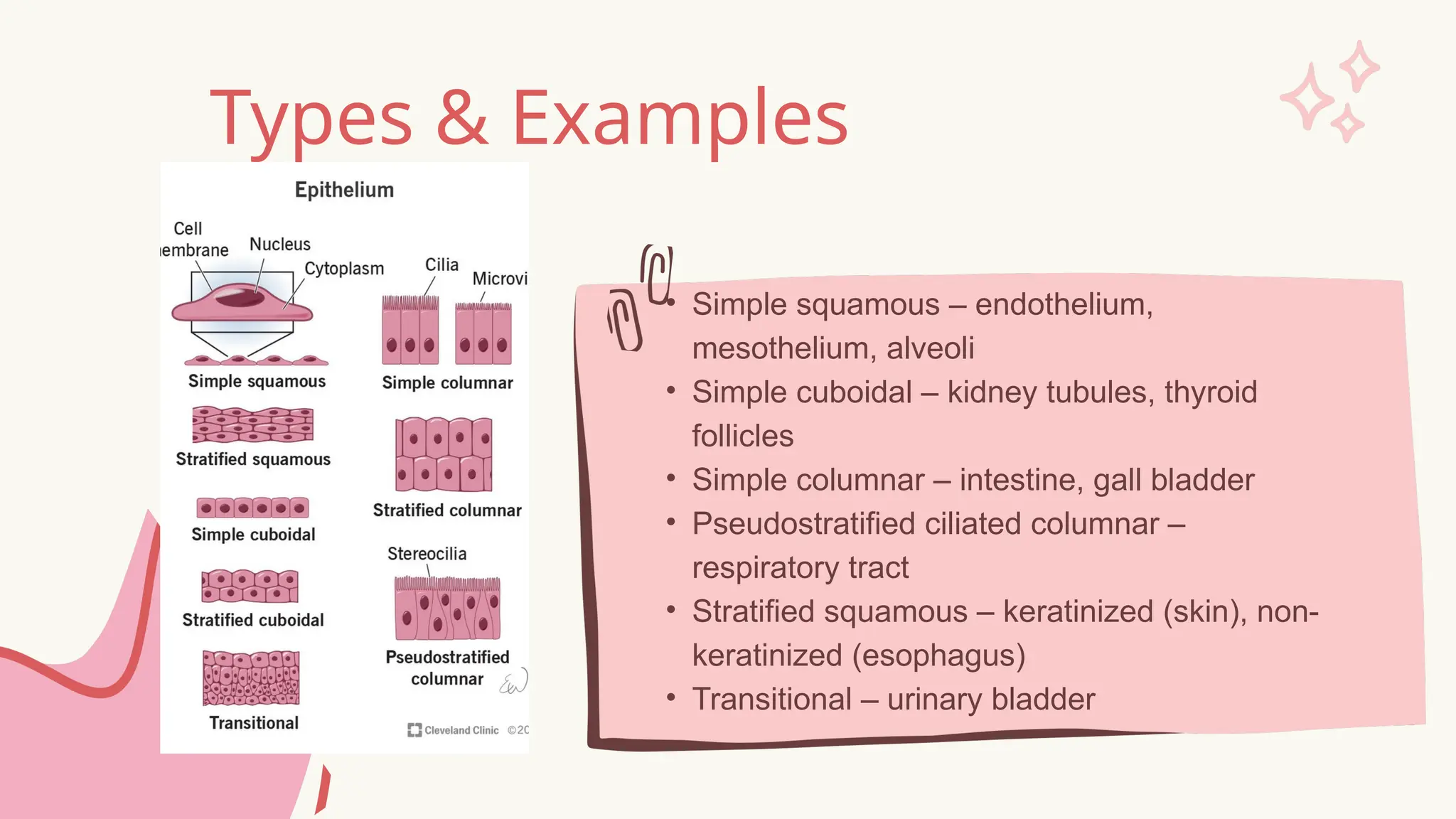 General histology cell epithelium connective tissue and bone by Dr ...