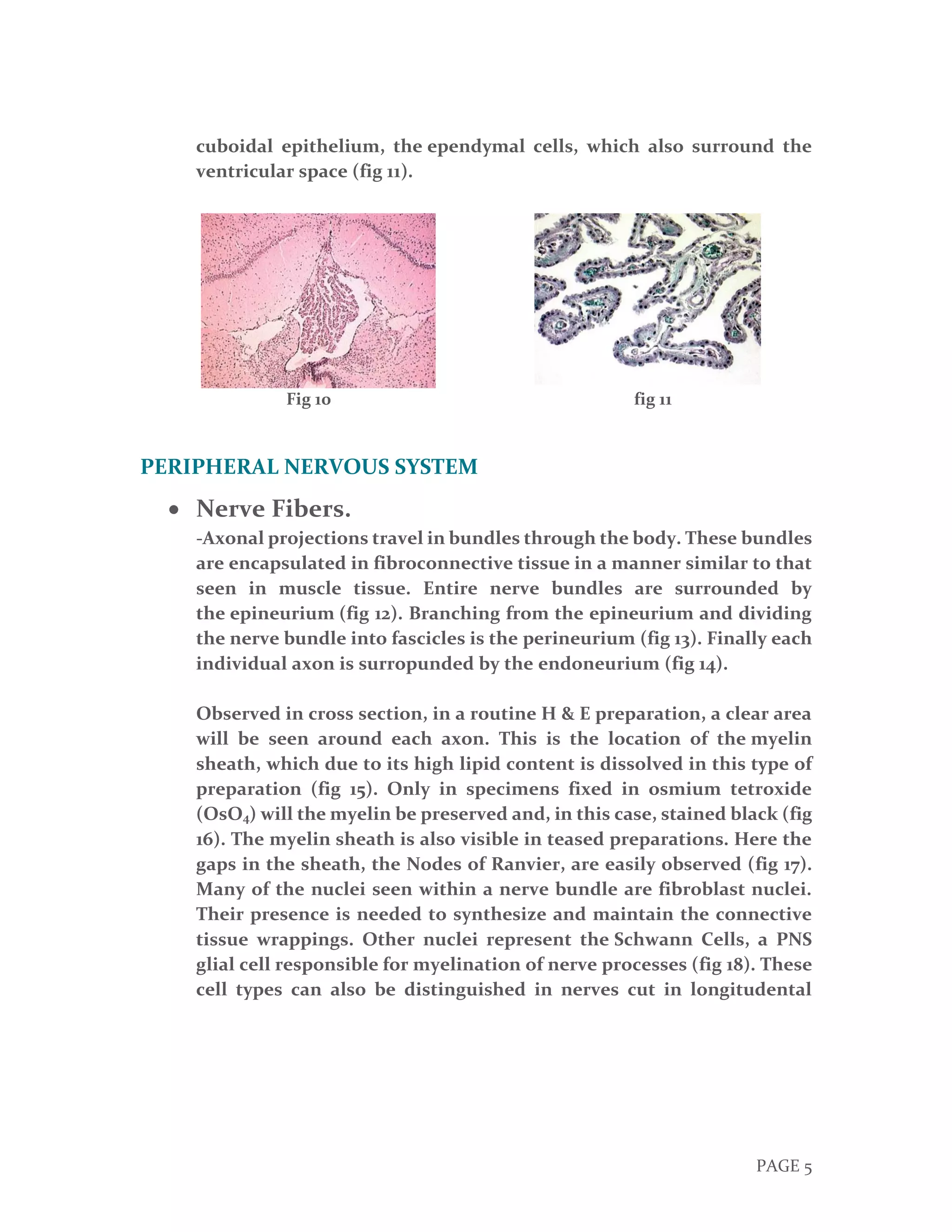 General histology || Nervous tissue | PDF