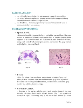 General histology || Nervous tissue | PDF