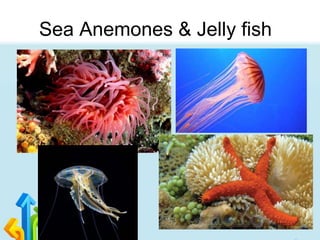Sea Anemones & Jelly fish
 