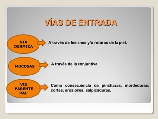VÍAS DE ENTRADAVÍAS DE ENTRADA
A través de lesiones y/o roturas de la piel.VIA
DERMICA
MUCOSAS
A través de la conjuntiva.
VIA
PARENTE
RAL
Como consecuencia de pinchazos, mordeduras,
cortes, erosiones, salpicaduras.
 
