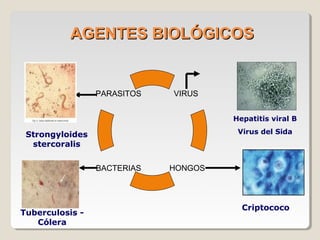 AGENTES BIOLÓGICOSAGENTES BIOLÓGICOS
HONGOS
VIRUSPARASITOS
BACTERIAS
Hepatitis viral B
Virus del SidaStrongyloides
stercoralis
Criptococo
Tuberculosis -
Cólera
 