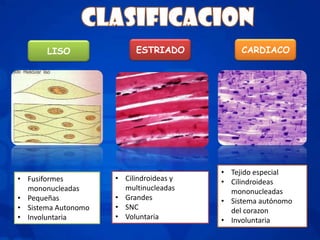 LISO               ESTRIADO            CARDIACO




                                         • Tejido especial
• Fusiformes         • Cilindroideas y   • Cilindroideas
  mononucleadas        multinucleadas      mononucleadas
• Pequeñas           • Grandes           • Sistema autónomo
• Sistema Autonomo   • SNC                 del corazon
• Involuntaria       • Voluntaria        • Involuntaria
 