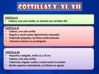 COSTILLA X
• Cabeza, una solo carilla, se articula con vertebra DX.

COSTILLA XI
• Cabeza, una sola carilla
• Ángulo y canal costal, ligeramente marcados
• Tubércelo pequeño, no tiene carilla articular
• Extremo anterior es puntiagudo



COSTILLA XII
• Pequeña y delgada, mide 11 a 14 cm.
• Cabeza, una solo carilla.
• Tubérculo, ángulo, cuello y canal costal no existen
• Borde superior redondeado, el inferior es agudo.
 