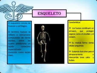 ESQUELETO

El esqueleto consta de               Caracteristicas:
huesos y cartilagos.
                                      Los huesos constituyen un
El termino huesos se                 armazon, que protegen
refiere a estructuras                organos como el encefalo y el
compuestas de varios                 corazon.
tejidos, entre los
cuales predomina un                   Su medula forma ciertas
tejido       conectivo               celulassanguineas
especializado
conocido como tejido                  Sustancia dura sirve para el
óseo.                                almacenamiento              e
                                     intercambio iones calcio y
                                     fosfato.
 
