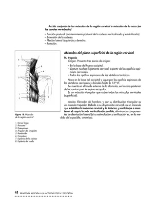 Acción conjunta de los músculos de la región cervical o músculos de la nuca (en
los canales vertebrales)
– Función postural (mantenimiento postural de la cabeza verticalizada y estabilizada).
– Extensión de la cabeza.
– Flexión lateral izquierda y derecha.
– Rotación.
Músculos del plano superficial de la región cervical
M. trapecio
Origen. Presenta tres zonas de origen:
– En la base del hueso occipital.
– Septum nuchae (ligamento cervical) a partir de las apófisis espi-
nosas cervicales.
– Todas las apófisis espinosas de las vértebras torácicas.
Nace en la base del occipital y sigue por las apófisis espinosas de
las vértebras cervicales y dorsales hasta la 12ª VT.
Se inserta en el borde externo de la clavícula, en la cara posterior
del acromion y en la espina escapular.
Es un músculo triangular que cubre todos los músculos cervicales
(superficial).
Acción. Elevador del hombro, y por su distribución triangular es
un músculo trepador. Debido a su disposición cervical, es un músculo
que estabiliza la columna cervical y la torácica, y contribuye a man-
tener el raquis lo más verticalizado posible, eliminando componen-
tes de desviación lateral (si su estimulación y tonificación es, en la me-
dida de lo posible, simétrica).
44 ANATOMÍA APLICADA A LA ACTIVIDAD FÍSICA Y DEPORTIVA
Figura 18. Músculos
de la región cervical
1. Dorsal largo
2. Iliocostal
3. Epiespinoso
4. Angular del omóplato
5. Romboides
6. Complexo
7. Esplenio de la cabeza
8. Esplenio del cuello
2
3
1
5
7
6
8
4
 