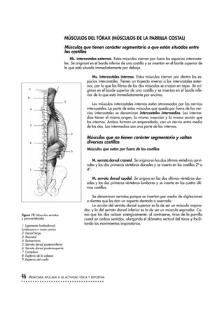 MÚSCULOS DEL TÓRAX (MÚSCULOS DE LA PARRILLA COSTAL)
Músculos que tienen carácter segmentario o que están situados entre
las costillas
Ms. intercostales externos. Estos músculos cierran por fuera los espacios intercosta-
les. Se originan en el borde inferior de una costilla y se insertan en el borde superior de
la que está situada immediatamente por debajo.
Ms. intercostales internos. Estos músculos cierran por dentro los es-
pacios intercostales. Tienen un trayecto inverso a los intercostales exter-
nos, por lo que las fibras de los dos músculos se cruzan en aspa. Se ori-
ginan en el borde superior de una costilla y se insertan en el borde infe-
rior de la que está immediatamente por encima.
Los músculos intercostales internos están atravesados por los nervios
intercostales. La parte de estos músculos que queda por fuera de los ner-
vios intercostales se denominan intercostales intermedios. Los interme-
dios tienen el mismo origen, la misma inserción y la misma acción que
los internos. Ambos forman un emparedado, con un nervio entre medio
de los dos. Los intermedios son una parte de los internos.
Músculos que no tienen carácter segmentario y saltan
diversas costillas
Músculos que están por fuera de las costillas
M. serrato dorsal craneal. Se origina en las dos últimas vértebras cervi-
cales y las dos primeras vértebras dorsales y se inserta en las costillas 2ª a
4ª.
M. serrato dorsal caudal. Se origina en las dos últimas vértebras dor-
sales y las dos primeras vértebras lumbares y se inserta en las cuatro últi-
mas costillas.
Se denominan serratos porque se insertan por medio de digitaciones
o dientes que les dan un aspecto dentado o aserrado.
La acción del serrato dorsal superior es la de ser un músculo inspira-
dor, y la del serrato dorsal inferior es la de ser un músculo espirador. Co-
mo que los dos actúan sinérgicamente, al contraerse, tiran de la parrilla
costal en ambos sentidos, alargando el diámetro vertical del tórax y facili-
tando los movimientos inspiratorios.
46 ANATOMÍA APLICADA A LA ACTIVIDAD FÍSICA Y DEPORTIVA
Figura 19. Músculos serratos
y paravertebrales
1. Ligamento lumbodorsal,
lumbosacro o masa común
2. Dorsal largo
3. Iliocostal
4. Epiespinoso
5. Serrato dorsal posteroinferior
6. Serrato dorsal posterosuperior
7. Complexo
8. Esplenio de la cabeza
9. Esplenio del cuello
3
5
9
1
4
2
6
8
7
 