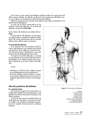 Por lo tanto, el recto anterior del abdomen queda envuelto en la aponeurosis del
oblicuo menor. Además, por delante, se relaciona con la aponeurosis del oblicuo ma-
yor y, por detrás, con la aponeurosis del transverso del abdomen.
Utiliza las aponeurosis de inserción de los oblicuos para fijarse, firmemente, en la
pared anterior del abdomen.
La unión de las fibras aponeuróticas de los
músculos anchos del abdomen, en el centro del
abdomen, se denomina línea alba.
Tercio inferior del abdomen (por debajo del om-
bligo)
El recto anterior del abdomen se hace poste-
rior, dejando de ser superficial. Queda por detrás
de las tres vainas aponeuróticas de los músculos
oblicuo menor, oblicuo mayor y transverso.
M. piramidal del abdomen
Es un músculo muy corto situado en el tercio
inferior del abdomen y por delante de las fibras
aponeuróticas de los oblicuos, haciendo la fun-
ción del recto anterior del abdomen, que se ha
hecho profundo desplazándose hacia atrás.
Se origina en la sínfisis del pubis y se inserta
en una aponeurosis de inserción del recto anterior
del abdomen. Es un refuerzo anterior de la muscu-
latura abdominal en el tercio inferior del abdo-
men.
Acción
– Contribuye a la flexión de la cadera, siempre
que el protagonista sea el recto abdominal.
– Su función estrella es la de contribuir a aumen-
tar la presión abdominal para las funciones fi-
siológicas (sobre todo la micción). Es el protago-
nista.
Músculos posteriores del abdomen
M. cuadrado lumbar
Este músculo se origina en la cresta ilíaca y en
el ligamento lumbodorsal. Este ligamento es muy
potente y fija toda la articulación sacroilíaca y las
últimas lumbares.
A partir de aquí nace el cuadrado lumbar. Se
dirige de forma ascendente y se inserta en la últi-
ma costilla y los apéndices costiformes (rudimen-
tos de las apófisis transversas) de las vértebras
lumbares.
TRONCO, CUELLO Y CABEZA 51
8
1
2
3
4
5
6
7
Figura 21. Visión anterior del abdomen
1. Trapecio
2. Pectoral mayor
3. Dorsal ancho
4. Serrato lateral
5. Oblicuo mayor
6. Recto anterior del abdomen
7. Ligamento inguinal
8. Piramidal del abdomen
 