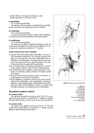 – bordes inferiores: M. esternotiroideo (izq. y der.),
– bordes superiores: M. ECH (izq. y der.).
M. genihioideo.
Es un músculo suprahioideo.
Se origina en el hueso hioides y asciende hasta la mandíbu-
la para insertarse en las apófisis geni de la mandíbula.
M. milohioideo.
Es un músculo suprahioideo.
Se origina en la porción inferior e interna de la mandíbula.
Se inserta en el hueso hioides (detrás del M. genihioideo).
M. estilohioideo.
Es un músculo suprahioideo.
Se origina en la apófisis estiloides del temporal. Antes de
insertarse en el hioides hace escala en la mandíbula (en su ra-
ma posterior), mediante un tendón en “V” invertida.
Acción conjunta de los rectos o hioideos:
1) Soporte ventral del cuello (estática del cuello). Con una ac-
ción claramente antagonista a los músculos dorsales cervi-
cales y en sincronía con otros dos suprahioideos (M. mi-
lohioideo y M. estilohioideo –músculos extrínsecos de la len-
gua–), los cuales contribuyen, secundariamente, a la estáti-
ca ventral cervical, en apoyo del M. genihioideo.
2) Si se contraen todos, al insertarse en el esternón y en la cla-
vícula, pueden contribuir a abrir la boca voluntariamente.
3) Si mantenemos la boca estable y se toma punto fijo en el es-
ternón y la clavícula, pueden contribuir a la flexión ventral
de la cabeza.
4) Si tomamos punto fijo en la parte superior, contribuyen, se-
cundariamente, a la dinámica respiratoria.
5) Acción deglutoria. Se realiza a partir de una acción coordi-
nada de los infrahioideos y los suprahioideos. Durante la
deglución, el genihioideo regula coordinadamente esta fase,
para que baje el bolo alimenticio. Primero se contrae el ge-
nihioideo y después, muy rápidamente, los infrahioideos.
Musculatura escalena o lateral
M. escaleno ventral
Se origina en las apófisis transversas de la 3ª a 6ª VC y se in-
serta en la parte anterior y craneal de la 1ª costilla, por delante
del tubérculo de Lisfranc. Se trata, casi, de una inserción esternal.
M. escaleno medio
Se origina en las apófisis transversas de la 2ª a 7ª VC para
insertarse en la parte lateral y craneal de la 1ª costilla, justo por
debajo y detrás del tubérculo de Lisfranc.
TRONCO, CUELLO Y CABEZA 57
1
9
6 3
1
10
4
5
7
A
2
8
6
7
4
B
Figura 23. Músculos ventrales del cuello
1. Digástrico
2. Estilohioideo
3. Milohioideo
4. Esternohioideo
5. Esternotiroideo
6. Tirohioideo
7. Omohioideo
8. Esternocleidomastoideo
9. Platisma
10. Cartílago tiroides
 