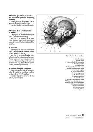 • Músculos que actúan en el oído
Ms. auriculares (anterior, superior y
posterior)
Se originan en el temporal. Se in-
serta en el cartílago de la oreja.
Acción. Pueden movilizar la oreja.
• Músculos de la bóveda craneal
M. frontal
Se origina en el reborde frontopa-
rietal. Se inserta en las cejas.
Acción. Es el músculo de la aten-
ción, provoca las arrugas transversa-
les en la frente. Mantiene los ojos bien
abiertos.
M. occipital
Se origina en la sutura occipitopa-
rietal. Se inserta en la base del occipi-
tal y 1ª vértebra cervical.
Acción. Es un neutralizador, esta-
bilizador de los músculos de la nuca.
Puede provocar, en ocasiones, una
tracción dolorosa al girar la cabeza
bruscamente. Ayuda al frontal (están
unidos por una aponeurosis).
M. cutáneo del cuello o platisma
Se origina en la base de la mandí-
bula. Se inserta en la piel del cuello a
la altura de la 1ª y 2ª costillas.
Acción. Protección anterior de las
estructuras cervicales.
TRONCO, CUELLO Y CABEZA 65
16
1
15
101417
11
12
13
6
9
8
2
4
3
5
a
b
c
7
Figura 24. Músculos de la cabeza
1. Músculo occipital
2. Músculo frontal
3. Músculo orbicular de los párpados
4. Músculo superciliar
5. Músculo nasal
6. Músculo orbicular de los labios
7. Músculo cuadrado de los labios
7a. Porción angular
7b. Porción infraorbitaria
7c. Porción cigomática
8. Músculo canino
9. Músculo cigomático
10. Músculo risorio
11. Músculo triangular de los labios
12. Músculo cuadrado de los labios
13. Músculo de la borla del mentón
14. Músculo buccinador
15. Músculo masetero
16. Músculo temporal
17. Músculo platisma
 