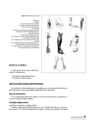 1. Extensión
2. Flexión
3. Acción muscular para la flexión
4. Acción muscular para la extensión
5. Ejes de rotación del antebrazo
6. Pronación
7. Mecanismo de rotación de la epífisis distal del
radio sobre la epífisis distal del cúbito (art.
radiocubital inferior)
8. Superficies articulares del codo
8a. Troclea humeral con cavidad sigmoidea mayor
del cúbito (art. humerocubital
8b. Cóndilo humeral con cúpula radial (art. hume-
rorradial)
8c. Cavidad sigmoidea menor del cúbito con la ca-
beza del radio (art. radiocubital superior)
9. El brazo forma con el antebrazo un ángulo ob-
tuso que desaparece con la pronación
REGIÓN DE LA MUÑECA
La articulación de la muñeca está forma-
da por 2 articulaciones:
– Articulación radiocubitocarpiana.
– Articulación mediocarpiana
ARTICULACIÓN RADIOCUBITOCARPIANA
La articulación radiocubitocarpiana es aquella que une los huesos de la hilera pro-
ximal del carpo con las extremidades distales del radio y del cúbito.
Tipo de articulación
Es una articulación diartrósica. Desde un punto de vista funcional, se comporta co-
mo una articulación doble condílea.
Complejo degenerativo
Superficies articulares y cartílago hialino
La glena antebraquial está formada por la cara articular del radio en su parte ex-
terna y por la cara inferior del ligamento triangular, recubierta de cartílago. Esta glena
EXTREMIDAD SUPERIOR 83
Figura 32. Movimientos del codo
1
2
3
4
5
a
6
7
8
ab
c
9
 