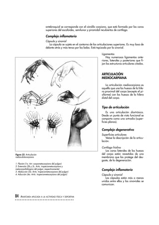 antebraquial se corresponde con el cóndilo carpiano, que está formado por las caras
superiores del escafoides, semilunar y piramidal recubiertos de cartílago.
Complejo inflamatorio
Cápsula y sinovial
La cápsula se sujeta en el contorno de las articulaciones superiores. Es muy laxa de
delante atrás y más tensa por los lados. Está tapizada por la sinovial.
Ligamentos
Hay numerosos ligamentos ante-
riores, laterales y posteriores que fi-
jan las estructuras articulares citadas.
ARTICULACIÓN
MEDIOCARPIANA
La articulación mediocarpiana es
aquella que une los huesos de la hile-
ra proximal del carpo (excepto el pi-
siforme) con los huesos de la hilera
distal del carpo.
Tipo de articulación
Es una articulación diartrósica.
Desde un punto de vista funcional se
comporta como una artrodia (super-
ficies planas).
Complejo degenerativo
Superficies articulares
Veáse la descripción de la articu-
lación.
Cartílago hialino
Las caras laterales de los huesos
del carpo están revestidas de una
membrana que las protege del des-
gaste, de la degeneración.
Complejo inflamatorio
Cápsula y sinovial
Las cápsulas están más o menos
unidas entre ellas y las sinoviales se
comunican.
84 ANATOMÍA APLICADA A LA ACTIVIDAD FÍSICA Y DEPORTIVA
1
a
a
2
bc
3 4
Figura 33. Articulación
radiocubitocarpiana
1. Flexión (1a. Art. carpometacarpiana del pulgar)
2. Extensión (2b y 2c. Artic. trapeciometacarpiana y
metacarpofalángica del pulgar, respectivamente)
3. Abducción (3a. Artic. trapeciometacarpiana del pulgar)
4. Aducción (4a. Artic. trapeciometacarpiana del pulgar)
 