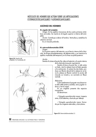 MÚSCULOS DEL HOMBRO QUE ACTÚAN SOBRE LAS ARTICULACIONES
ESTERNOCOSTOCLAVICULARES Y ACROMIOCLAVICULARES
ASCENSO DEL HOMBRO
M. angular del omóplato
Origen. En las apófisis transversas de las cuatro primeras vérte-
bras cervicales. Se inserta en el ángulo superior e interno del omó-
plato.
Acción. Contribuye a elevar el hombro. Verticaliza y estabiliza la
columna cervical.
Es un músculo profundo.
M. esternocleidomastoideo (ECM)
Origen.
En la parte superior del esternón y en el tercio interno de la claví-
cula. Se dirige ascendentemente y de delante atrás, y se inserta en la
apófisis mastoides del temporal y en la línea occipital posterior.
Acción.
Siendo el cráneo el punto fijo; eleva el esternón y la parte interna
de la clavícula (músculo inspiratorio).
Siendo el tórax el punto fijo: si sólo actúa
un lado, rota la cabeza hacia el lado opuesto
a la contracción. Si actúan los dos lados, pro-
duce una flexión dorsal de la cabeza (si se tie-
ne la cabeza en flexión ventral, la acción del
músculo se invierte y se convierte en flexor
ventral).
Relaciones
Cubre totalmente el paquete vasculonervio-
so del cuello (arteria carótida, vena yugular in-
terna y nervio vago).
En sus orígenes presenta dos espacios
triangulares.
Se denominan:
– Triángulo supraclavicular mayor: trapecio
atrás, ECM delante y clavícula por debajo.
– Triángulo supraclavicular menor: forma-
do por los orígenes esternales y claviculares.
88 ANATOMÍA APLICADA A LA ACTIVIDAD FÍSICA Y DEPORTIVA
Figura 34. Angular del
omóplato (1) y romboides (2)
Figura 35. Esternocleidomastoideo (1)
1
1
2
 