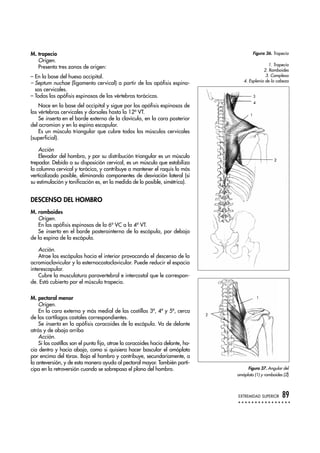 M. trapecio
Origen.
Presenta tres zonas de origen:
– En la base del hueso occipital.
– Septum nuchae (ligamento cervical) a partir de las apófisis espino-
sas cervicales.
– Todas las apófisis espinosas de las vértebras torácicas.
Nace en la base del occipital y sigue por las apófisis espinosas de
las vértebras cervicales y dorsales hasta la 12ª VT.
Se inserta en el borde externo de la clavícula, en la cara posterior
del acromion y en la espina escapular.
Es un músculo triangular que cubre todos los músculos cervicales
(superficial).
Acción
Elevador del hombro, y por su distribución triangular es un músculo
trepador. Debido a su disposición cervical, es un músculo que estabiliza
la columna cervical y torácica, y contribuye a mantener el raquis lo más
verticalizado posible, eliminando componentes de desviación lateral (si
su estimulación y tonificación es, en la medida de lo posible, simétrica).
DESCENSO DEL HOMBRO
M. romboides
Origen.
En las apófisis espinosas de la 6ª VC a la 4ª VT.
Se inserta en el borde posterointerno de la escápula, por debajo
de la espina de la escápula.
Acción.
Atrae las escápulas hacia el interior provocando el descenso de la
acromioclavicular y la esternocostoclavicular. Puede reducir el espacio
interescapular.
Cubre la musculatura paravertebral e intercostal que le correspon-
de. Está cubierto por el músculo trapecio.
M. pectoral menor
Origen.
En la cara externa y más medial de las costillas 3ª, 4ª y 5ª, cerca
de los cartílagos costales correspondientes.
Se inserta en la apófisis coracoides de la escápula. Va de delante
atrás y de abajo arriba
Acción.
Si las costillas son el punto fijo, atrae la coracoides hacia delante, ha-
cia dentro y hacia abajo, como si quisiera hacer bascular el omóplato
por encima del tórax. Baja el hombro y contribuye, secundariamente, a
la anteversión, y de esta manera ayuda al pectoral mayor. También parti-
cipa en la retroversión cuando se sobrepasa el plano del hombro.
EXTREMIDAD SUPERIOR 89
Figura 36. Trapecio
2
1
4
3
Figura 37. Angular del
omóplato (1) y romboides (2)
1. Trapecio
2. Romboides
3. Complexo
4. Esplenio de la cabeza
1
2
 