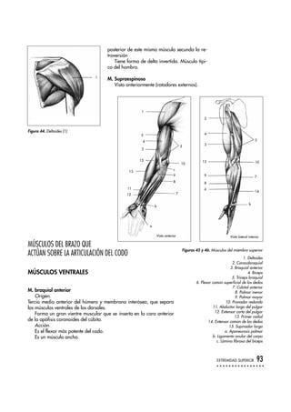 posterior de este mismo músculo secunda la re-
troversión
Tiene forma de delta invertida. Músculo típi-
co del hombro.
M. Supraespinoso
Visto anteriormente (rotadores externos).
MÚSCULOS DEL BRAZO QUE
ACTÚAN SOBRE LA ARTICULACIÓN DEL CODO
MÚSCULOS VENTRALES
M. braquial anterior
Origen.
Tercio medio anterior del húmero y membrana interósea, que separa
los músculos ventrales de los dorsales.
Forma un gran vientre muscular que se inserta en la cara anterior
de la apófisis coronoides del cúbito.
Acción.
Es el flexor más potente del codo.
Es un músculo ancho.
EXTREMIDAD SUPERIOR 93
1
Figura 44. Deltoides (1)
Figuras 45 y 46. Músculos del miembro superior
1. Deltoides
2. Coracobraquial
3. Braquial anterior
4. Bíceps
5. Tríceps braquial
6. Flexor común superficial de los dedos
7. Cubital anterior
8. Palmar menor
9. Palmar mayor
10. Pronador redondo
11. Abductor largo del pulgar
12. Extensor corto del pulgar
13. Primer radial
14. Extensor común de los dedos
15. Supinador largo
a. Aponeurosis palmar
b. Ligamento anular del carpo
c. Lámina fibrosa del bíceps
1
5
4
3
5
10
c
9
8
7
b
a
12
11
13
15
5
10
7
14
b
2
4
3
15
9
8
6
Vista lateral internaVista anterior
 