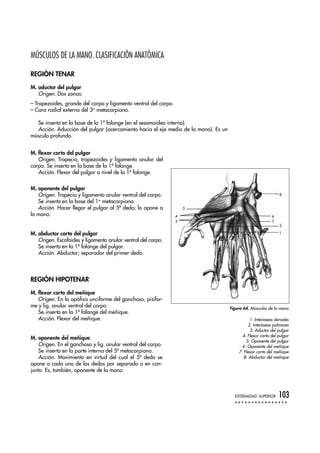 MÚSCULOS DE LA MANO. CLASIFICACIÓN ANATÓMICA
REGIÓN TENAR
M. aductor del pulgar
Origen. Dos zonas:
– Trapezoides, grande del carpo y ligamento ventral del carpo.
– Cara radial externa del 3er
metacarpiano.
Se inserta en la base de la 1ª falange (en el sesamoideo interno).
Acción. Aducción del pulgar (acercamiento hacia el eje medio de la mano). Es un
músculo profundo.
M. flexor corto del pulgar
Origen. Trapecio, trapezoides y ligamento anular del
carpo. Se inserta en la base de la 1ª falange.
Acción. Flexor del pulgar a nivel de la 1ª falange.
M. oponente del pulgar
Origen. Trapecio y ligamento anular ventral del carpo.
Se inserta en la base del 1er
metacarpiano.
Acción. Hacer llegar el pulgar al 5º dedo; lo opone a
la mano.
M. abductor corto del pulgar
Origen. Escafoides y ligamento anular ventral del carpo.
Se inserta en la 1ª falange del pulgar.
Acción. Abductor; separador del primer dedo.
REGIÓN HIPOTENAR
M. flexor corto del meñique
Origen. En la apófisis unciforme del ganchoso, pisifor-
me y lig. anular ventral del carpo.
Se inserta en la 1ª falange del meñique.
Acción. Flexor del meñique.
M. oponente del meñique
Origen. En el ganchoso y lig. anular ventral del carpo.
Se inserta en la parte interna del 5º metacarpiano.
Acción. Movimiento en virtud del cual el 5º dedo se
opone a cada uno de los dedos por separado o en con-
junto. Es, también, oponente de la mano.
EXTREMIDAD SUPERIOR 103
Figura 64. Músculos de la mano
1. Interóseos dorsales
2. Interóseos palmares
3. Aductor del pulgar
4. Flexor corto del pulgar
5. Oponente del pulgar
6. Oponente del meñique
7. Flexor corto del meñique
8. Abductor del meñique
1
2
7
6
8
5
4
3
 