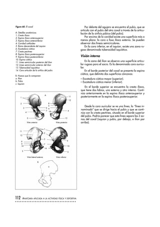 Por delante del agujero se encuentra el pubis, que se
articula con el pubis del otro coxal a través de la articu-
lación de la sínfisis púbica (del pubis).
Por encima de la cavidad existe una superficie más o
menos plana: la cara o fosa ilíaca externa. Se pueden
observar dos líneas semicirculares.
En la cara inferior, en el isquion, existe una zona ru-
gosa denominada tuberosidad isquiática.
Visión interna
En la zona del ilion se observa una superficie articu-
lar rugosa para el sacro. Es la denominada cara auricu-
lar.
En el borde posterior del coxal se presenta la espina
ciática, que delimita dos superficias cóncavas:
– Escotadura ciática mayor (superior).
– Escotadura ciática menor (inferior).
En el borde superior se encuentra la cresta ilíaca,
que tiene dos labios, uno externo y otro interno. Conti-
núa anteriormente en la espina ilíaca anterosuperior y
posteriormente en la espina ilíaca posterosuperior.
Desde la cara auricular se ve una línea, la “línea in-
nominada” que se dirige hacia el pubis y que se conti-
núa con la cresta pectínea, situada en el borde superior
del pubis. Podría parecer que esta línea separa las 3 zo-
nas del coxal (isquion y pubis, por debajo, e ilion por
arriba).
112 ANATOMÍA APLICADA A LA ACTIVIDAD FÍSICA Y DEPORTIVA
1
2
3
4
5
6
7
8
9
6
10
11
12
4
13
Vista anterior Vista posterior
Vista lateral externa Vista inferior
1
2
3
7
14
6
10
5
11
12
6
4
10
5
A
B
a
b
c
Figura 68. El coxal
A. Detalles anatómicos
1. Cresta ilíaca
2. Espina ilíaca anterosuperior
3. Espina ilíaca anteroinferior
4. Cavidad cotiloidea
5. Rama descendente del isquion
6. Escotadura ciática
7. Cresta pectínea
8. Espina ilíaca posterosuperior
9. Espina ilíaca posteroinferior
10. Espina ciática
11. Línea semicircular posterior del ilion
12. Línea semicircular anterior del ilion
13. Tuberosidad isquiática
14. Cara articular de la sínfisis del pubis
B. Huesos que lo componen
a. Ilion
b. Pubis
c. Isquion
 