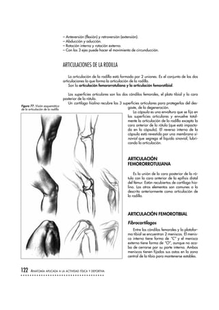 – Anteversión (flexión) y retroversión (extensión).
– Abducción y aducción.
– Rotación interna y rotación externa.
– Con los 3 ejes puede hacer el movimiento de circunducción.
ARTICULACIONES DE LA RODILLA
La articulación de la rodilla está formada por 2 uniones. Es el conjunto de las dos
articulaciones la que forma la articulación de la rodilla.
Son la articulación femororrotuliana y la articulación femorotibial.
Las superficies articulares son los dos cóndilos femorales, el plato tibial y la cara
posterior de la rótula.
Un cartílago hialino recubre las 3 superficies articulares para protegerlas del des-
gaste, de la degeneración.
La cápsula es una envoltura que se fija en
las superficies articulares y envuelve total-
mente la articulación de la rodilla excepto la
cara anterior de la rótula (que está impacta-
da en la cápsula). El reverso interno de la
cápsula está revestido por una membrana si-
novial que segrega el líquido sinovial, lubri-
cando la articulación.
ARTICULACIÓN
FEMORORROTULIANA
Es la unión de la cara posterior de la ró-
tula con la cara anterior de la epífisis distal
del fémur. Están recubiertas de cartílago hia-
lino. Los otros elementos son comunes a lo
descrito anteriormente como articulación de
la rodilla.
ARTICULACIÓN FEMOROTIBIAL
Fibrocartílagos
Entre los cóndilos femorales y la platafor-
ma tibial se encuentran 2 meniscos. El menis-
co interno tiene forma de “C” y el menisco
externo tiene forma de “O”, aunque no aca-
ba de cerrarse por su parte interna. Ambos
meniscos tienen fijadas sus astas en la zona
central de la tibia para mantenerse estables.
122 ANATOMÍA APLICADA A LA ACTIVIDAD FÍSICA Y DEPORTIVA
Figura 77. Visión esquemática
de la articulación de la rodilla
 