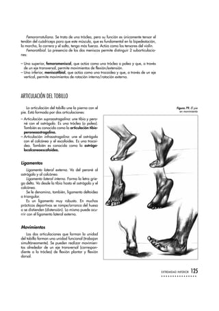 Femororrotuliana. Se trata de una tróclea, pero su función es únicamente tensar el
tendón del cuádriceps para que este músculo, que es fundamental en la bipedestación,
la marcha, la carrera y el salto, tenga más fuerza. Actúa como los tensores del violín.
Femorotibial. La presencia de los dos meniscos permite distinguir 2 subarticulacio-
nes:
– Una superior, femoromeniscal, que actúa como una tróclea o polea y que, a través
de un eje transversal, permite movimientos de flexión/extensión.
– Una inferior, meniscotibial, que actúa como una trocoidea y que, a través de un eje
vertical, permite movimientos de rotación interna/rotación externa.
ARTICULACIÓN DEL TOBILLO
La articulación del tobillo une la pierna con el
pie. Está formada por dos articulaciones:
– Articulación supraastragalina: une tíbia y pero-
né con el astrágalo. Es una tróclea (o polea).
También es conocida como la articulación tíbio-
peroneoastragalina.
– Articulación infraastragalina: une el astrágalo
con el calcáneo y el escafoides. Es una trocoi-
dea. También es conocida como la astrága-
localcaneoescafoidea.
Ligamentos
Ligamento lateral externo. Va del peroné al
astrágalo y al calcáneo.
Ligamento lateral interno. Forma la letra grie-
ga delta. Va desde la tibia hasta el astrágalo y el
calcáneo.
Se le denomina, también, ligamento deltoideo
o triangular.
Es un ligamento muy robusto. En muchas
prácticas deportivas se rompe/arranca del hueso
o se distienden (distensión). Lo mismo puede ocu-
rrir con el ligamento lateral externo.
Movimientos
Las dos articulaciones que forman la unidad
del tobillo forman una unidad funcional (trabajan
simultáneamente). Se pueden realizar movimien-
tos alrededor de un eje transversal (correspon-
diente a la tróclea) de flexión plantar y flexión
dorsal.
EXTREMIDAD INFERIOR 125
Figura 79. El pie
en movimiento
 