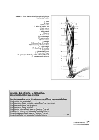 1. Ilíaco
2. Psoas
3. Glúteo medio
4. Tensor de la fascia lata
5. Vasto externo
6. Vasto interno
7. Recto anterior
8. Sartorio
9. Bíceps crural
10. Aductor menor
11. Aductor medio
12. Recto interno
13. Pectíneo
14. Extensor largo de los dedos
15. Extensor largo del primer dedo
16. Tibial anterior
17. Flexor largo de los dedos
18. Tríceps sural
19. Peroneo lateral corto
20. Peroneo lateral largo
21. Aponeurosis del muslo y cintilla iliotibial de Maissiat
22. Ligamento anular del tarso
EXTREMIDAD INFERIOR 129
Figura 81. Visión anterior de conjunto de los músculos de
la extremidad inferior
MÚSCULOS QUE MOVILIZAN LA ARTICULACIÓN
COXOFEMORAL SEGÚN SU INSERCIÓN
Músculos que se insertan en el trocánter mayor del fémur o en sus alrededores
M. piramidal (parte superior)
M. glúteo mayor (parte posterior–cresta glútea/intertrocantérea)
M. glúteo medio (parte lateral externa)
M. glúteo menor (parte anterior)
M. obturador interno (parte superior/posterior/interna)
M. obturador externo (parte superior/posterior/interna)
M. gémino superior (parte superior/posterior/interna)
M. gémino inferior (parte superior/posterior/interna)
1
2
13
10
11
12
8
6
3
4
7
5
21
9
18
20
16
19
14
18
17
15
22
Vista anterior
 