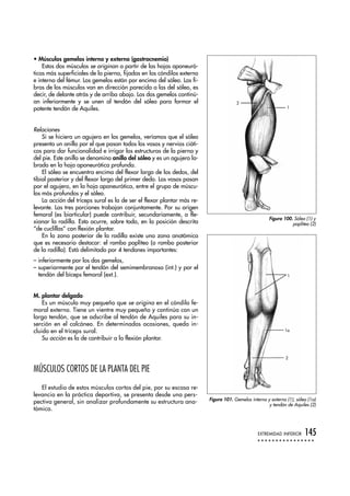 • Músculos gemelos interno y externo (gastrocnemio)
Estos dos músculos se originan a partir de las hojas aponeuró-
ticas más superficiales de la pierna, fijadas en los cóndilos externo
e interno del fémur. Los gemelos están por encima del sóleo. Las fi-
bras de los músculos van en dirección parecida a las del sóleo, es
decir, de delante atrás y de arriba abajo. Los dos gemelos continú-
an inferiormente y se unen al tendón del sóleo para formar el
potente tendón de Aquiles.
Relaciones
Si se hiciera un agujero en los gemelos, veríamos que el sóleo
presenta un anillo por el que pasan todos los vasos y nervios ciáti-
cos para dar funcionalidad e irrigar las estructuras de la pierna y
del pie. Este anillo se denomina anillo del sóleo y es un agujero la-
brado en la hoja aponeurótica profunda.
El sóleo se encuentra encima del flexor largo de los dedos, del
tibial posterior y del flexor largo del primer dedo. Los vasos pasan
por el agujero, en la hoja aponeurótica, entre el grupo de múscu-
los más profundos y el sóleo.
La acción del tríceps sural es la de ser el flexor plantar más re-
levante. Las tres porciones trabajan conjuntamente. Por su origen
femoral (es biarticular) puede contribuir, secundariamente, a fle-
xionar la rodilla. Esto ocurre, sobre todo, en la posición descrita
“de cuclillas” con flexión plantar.
En la zona posterior de la rodilla existe una zona anatómica
que es necesario destacar: el rombo poplíteo (o rombo posterior
de la rodilla). Está delimitado por 4 tendones importantes:
– inferiormente por los dos gemelos,
– superiormente por el tendón del semimembranoso (int.) y por el
tendón del bíceps femoral (ext.).
M. plantar delgado
Es un músculo muy pequeño que se origina en el cóndilo fe-
moral externo. Tiene un vientre muy pequeño y continúa con un
largo tendón, que se adscribe al tendón de Aquiles para su in-
serción en el calcáneo. En determinadas ocasiones, queda in-
cluido en el tríceps sural.
Su acción es la de contribuir a la flexión plantar.
MÚSCULOS CORTOS DE LA PLANTA DEL PIE
El estudio de estos músculos cortos del pie, por su escasa re-
levancia en la práctica deportiva, se presenta desde una pers-
pectiva general, sin analizar profundamente su estructura ana-
tómica.
EXTREMIDAD INFERIOR 145
Figura 100. Sóleo (1) y
poplíteo (2)
Figura 101. Gemelos interno y externo (1), sóleo (1a)
y tendón de Aquiles (2)
1
2
1
1a
2
 