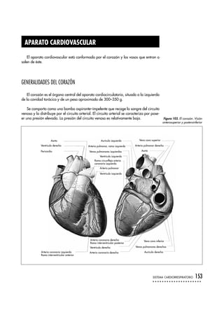 APARATO CARDIOVASCULAR
El aparato cardiovascular está conformado por el corazón y los vasos que entran o
salen de éste.
GENERALIDADES DEL CORAZÓN
El corazón es el órgano central del aparato cardiocirculatorio, situado a la izquierda
de la cavidad torácica y de un peso aproximado de 300–350 g.
Se comporta como una bomba aspirante–impelente que recoge la sangre del circuito
venoso y la distribuye por el circuito arterial. El circuito arterial se caracteriza por pose-
er una presión elevada. La presión del circuito venoso es relativamente baja.
SISTEMA CARDIORRESPIRATORIO 153
Aorta
Aorta
Aurícula izquierda
Venas pulmonares izquierdas
Ventrículo izquierdo
Ventrículo derecho
Vena cava inferior
Aurícula derecha
Venas pulmonares derechas
Arteria coronaria derecha
Ventrículo izquierdo
Arteria pulmonar
Rama circunfleja arteria
coronaria izquierda
Arteria pulmonar, rama izquierda Arteria pulmonar derecha
Vena cava superior
Ventrículo derecho
Pericardio
Arteria coronaria izquierda
Rama interventricular anterior
Arteria coronaria derecha
Rama interventricular posterior
Figura 103. El corazón. Visión
anterosuperior y posteroinferior
 