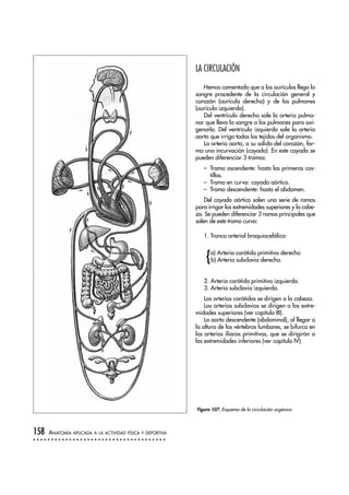LA CIRCULACIÓN
Hemos comentado que a las aurículas llega la
sangre procedente de la circulación general y
corazón (aurícula derecha) y de los pulmones
(aurícula izquierda).
Del ventrículo derecho sale la arteria pulmo-
nar que lleva la sangre a los pulmones para oxi-
genarla. Del ventrículo izquierdo sale la arteria
aorta que irriga todos los tejidos del organismo.
La arteria aorta, a su salida del corazón, for-
ma una incurvación (cayado). En este cayado se
pueden diferenciar 3 tramos:
– Tramo ascendente: hasta las primeras cos-
tillas.
– Tramo en curva: cayado aórtico.
– Tramo descendente: hasta el abdomen.
Del cayado aórtico salen una serie de ramas
para irrigar las extremidades superiores y la cabe-
za. Se pueden diferenciar 3 ramas principales que
salen de este tramo curvo:
1. Tronco arterial braquiocefálico:
{a) Arteria carótida primitiva derecha
b) Arteria subclavia derecha.
2. Arteria carótida primitiva izquierda.
3. Arteria subclavia izquierda.
Las arterias carótidas se dirigen a la cabeza.
Las arterias subclavias se dirigen a las extre-
midades superiores (ver capítulo III).
La aorta descendente (abdominal), al llegar a
la altura de las vértebras lumbares, se bifurca en
las arterias ilíacas primitivas, que se dirigirán a
las extremidades inferiores (ver capítulo IV).
158 ANATOMÍA APLICADA A LA ACTIVIDAD FÍSICA Y DEPORTIVA
Figura 107. Esquema de la circulación orgánica
 