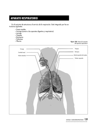 APARATO RESPIRATORIO
Es el conjunto de estructuras al servicio de la respiración. Está integrada por las es-
tructuras siguientes:
– Fosas nasales
– Faringe (común a los aparatos digestivo y respiratorio)
– Laringe
– Tráquea
– Bronquios
– Pulmones
– Pleuras
SISTEMA CARDIORRESPIRATORIO 159
Faringe Tráquea
Bronquio
Pulmón izquierdo
Borde izquierdo de la pleura
Cavidad nasal
Pulmón derecho
Figura 108. Visión de conjunto
del aparato respiratorio
 