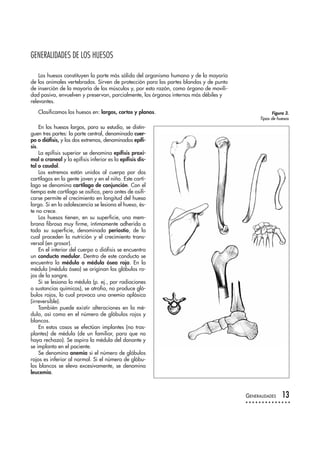 GENERALIDADES DE LOS HUESOS
Los huesos constituyen la parte más sólida del organismo humano y de la mayoría
de los animales vertebrados. Sirven de protección para las partes blandas y de punto
de inserción de la mayoría de los músculos y, por esta razón, como órgano de movili-
dad pasiva, envuelven y preservan, parcialmente, los órganos internos más débiles y
relevantes.
Clasificamos los huesos en: largos, cortos y planos.
En los huesos largos, para su estudio, se distin-
guen tres partes: la parte central, denominada cuer-
po o diáfisis, y los dos extremos, denominados epífi-
sis.
La epífisis superior se denomina epífisis proxi-
mal o craneal y la epífisis inferior es la epífisis dis-
tal o caudal.
Los extremos están unidos al cuerpo por dos
cartílagos en la gente joven y en el niño. Este cartí-
lago se denomina cartílago de conjunción. Con el
tiempo este cartílago se osifica, pero antes de osifi-
carse permite el crecimiento en longitud del hueso
largo. Si en la adolescencia se lesiona el hueso, és-
te no crece.
Los huesos tienen, en su superficie, una mem-
brana fibrosa muy firme, íntimamente adherida a
toda su superficie, denominada periostio, de la
cual proceden la nutrición y el crecimiento trans-
versal (en grosor).
En el interior del cuerpo o diáfisis se encuentra
un conducto medular. Dentro de este conducto se
encuentra la médula o médula ósea roja. En la
médula (médula ósea) se originan los glóbulos ro-
jos de la sangre.
Si se lesiona la médula (p. ej., por radiaciones
o sustancias químicas), se atrofia, no produce gló-
bulos rojos, lo cual provoca una anemia aplásica
(irreversible).
También puede existir alteraciones en la mé-
dula, así como en el número de glóbulos rojos y
blancos.
En estos casos se efectúan implantes (no tras-
plantes) de médula (de un familiar, para que no
haya rechazo). Se aspira la médula del donante y
se implanta en el paciente.
Se denomina anemia si el número de glóbulos
rojos es inferior al normal. Si el número de glóbu-
los blancos se eleva excesivamente, se denomina
leucemia.
GENERALIDADES 13
Figura 3.
Tipos de huesos
 