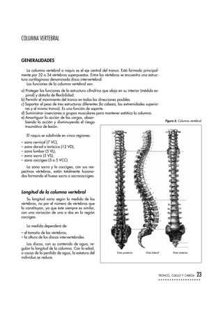 COLUMNA VERTEBRAL
GENERALIDADES
La columna vertebral o raquis es el eje central del tronco. Está formado principal-
mente por 32 a 34 vértebras superpuestas. Entre las vértebras se encuentra una estruc-
tura cartilaginosa denominada disco intervertebral.
Las funciones de la columna vertebral son:
a) Proteger las funciones de la estructura cilíndrica que aloja en su interior (médula es-
pinal) y dotarla de flexibilidad.
b) Permitir el movimiento del tronco en todas las direcciones posibles.
c) Soportar el peso de tres estructuras diferentes (la cabeza, las extremidades superio-
res y el mismo tronco). Es una función de soporte.
d) Suministrar inserciones a grupos musculares para mantener estática la columna.
e) Amortiguar la acción de las cargas, absor-
biendo la acción y disminuyendo el riesgo
traumático de lesión.
El raquis se subdivide en cinco regiones:
– zona cervical (7 VC),
– zona dorsal o torácica (12 VD),
– zona lumbar (5 VL),
– zona sacra (5 VS),
– zona coccígea (3 a 5 VCC).
La zona sacra y la coccígea, con sus res-
pectivas vértebras, están totalmente fusiona-
das formando el hueso sacro o sacrococcígeo.
Longitud de la columna vertebral
Su longitud varía según la medida de las
vértebras, no por el número de vértebras que
la constituyan, ya que éste siempre es similar,
con una variación de una o dos en la región
coccígea.
La medida dependerá de:
– el tamaño de las vértebras,
– la altura de los discos intervertebrales.
Los discos, con su contenido de agua, re-
gulan la longitud de la columna. Con la edad,
a causa de la perdida de agua, la estatura del
individuo se reduce.
TRONCO, CUELLO Y CABEZA 23
Vista posterior Vista lateral Vista anterior
Figura 6. Columna vertebral
 