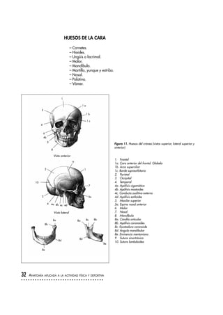 HUESOS DE LA CARA
– Cornetes.
– Hioides.
– Ungüis o lacrimal.
– Malar.
– Mandíbula.
– Martillo, yunque y estribo.
– Nasal.
– Palatino.
– Vómer.
1. Frontal
1a. Cara anterior del frontal. Glabela
1b. Arco superciliar
1c. Borde supraorbitario
2. Parietal
3. Occipital
4. Temporal
4a. Apófisis cigomática
4b. Apófisis mastoides
4c. Conducto auditivo externo
4d. Apófisis estiloides
5. Maxilar superior
5a. Espina nasal anterior
6. Malar
7. Nasal
8. Mandíbula
8a. Cóndilo articular
8b. Apófisis coronoides
8c. Escotadura coronoide
8d. Ángulo mandibular
8e. Eminencia mentoniana
9. Sutura sinartrósica
10. Sutura lambdoidea
32 ANATOMÍA APLICADA A LA ACTIVIDAD FÍSICA Y DEPORTIVA
Figura 11. Huesos del cráneo (vistas superior, lateral superior y
anterior)
1
2
4
6
4b
1 a
1 b
1 c
5
8
1
7
5a
9
2
10
3
4 4a 4b 4c 4d
8b
8b8c
8e
8e
8d
8d
8a 8a
Vista anterior
Vista lateral
 
