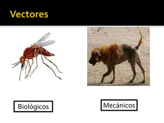 Biológicos

Mecánicos

 