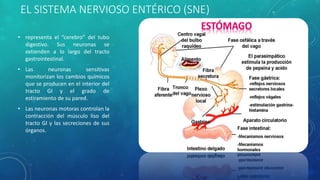 EL SISTEMA NERVIOSO ENTÉRICO (SNE)
• representa el “cerebro” del tubo
digestivo. Sus neuronas se
extienden a lo largo del tracto
gastrointestinal.
• Las neuronas sensitivas
monitorizan los cambios químicos
que se producen en el interior del
tracto GI y el grado de
estiramiento de su pared.
• Las neuronas motoras controlan la
contracción del músculo liso del
tracto GI y las secreciones de sus
órganos.
 