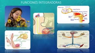 FUNCIONES INTEGRADORAS
 