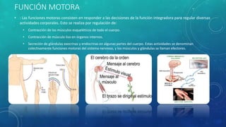 FUNCIÓN MOTORA
• : Las funciones motoras consisten en responder a las decisiones de la función integradora para regular diversas
actividades corporales. Esto se realiza por regulación de:
• Contracción de los músculos esqueléticos de todo el cuerpo.
• Contracción de músculo liso en órganos internos.
• Secreción de glándulas exocrinas y endocrinas en algunas partes del cuerpo. Estas actividades se denominan
colectivamente funciones motoras del sistema nervioso, y los músculos y glándulas se llaman efectores.
 