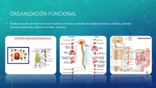 ORGANIZACIÓN FUNCIONAL
• Desde un punto de vista funcional el sistema nervioso se divide en sistema nervioso somático, sistema
nervioso autónomo, sistema nervioso entérico
 