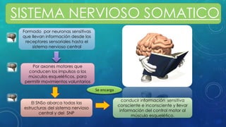 Formado por neuronas sensitivas
que llevan información desde los
receptores sensoriales hasta el
sistema nervioso central
Por axones motores que
conducen los impulsos a los
músculos esqueléticos, para
permitir movimientos voluntarios
El SNSo abarca todas las
estructuras del sistema nervioso
central y del SNP
conducir información sensitiva
consciente e inconsciente y llevar
información del control motor al
músculo esquelético.
Se encarga
SISTEMA NERVIOSO SOMATICO
 