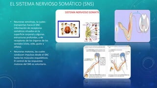 EL SISTEMA NERVIOSO SOMÁTICO (SNS)
• Neuronas sensitivas, la cuales
transportan hacia el SNC
información de receptores
somáticos situados en la
superficie corporal y algunas
estructuras profundas, y de
receptores de los órganos de los
sentidos (vista, oído, gusto y
olfato).
• Neuronas motoras, las cuales
conducen impulsos desde el SNC
hasta los músculos esqueléticos.
El control de las respuestas
motoras del SNS es voluntario.
 